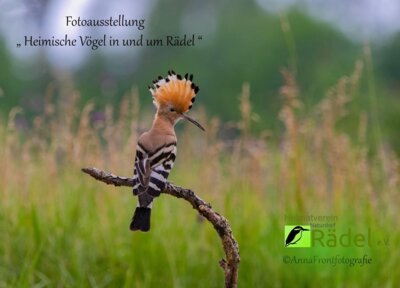 Meldung: Fotoausstellung "Vögel in und um Rädel" in der Kirche Rädel
