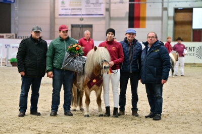 Der in den Niederlanden gezogene Hengst Nordin v. 't Heut siegte bei Shetlandponys. - Foto: bjoern-schroeder.de (Bild vergrößern)