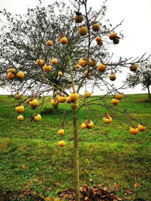 Klimafester Garten – Tipps für den zukunftsfähigen, ertragreichen Anbau von Obst und Gemüse (Bild vergrößern)