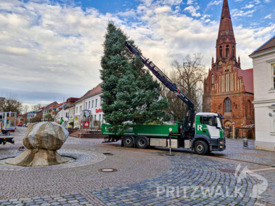 Das Aufstellen des Baumes war Maßarbeit. Foto: Sandra Bels/Stadt Pritzwalk (Bild vergrößern)