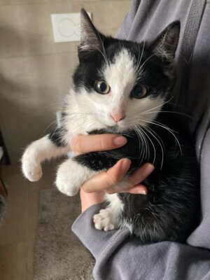Besitzer(in) eines kleinen Katers gesucht! (Bild vergrößern)