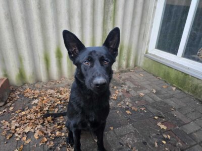 Fundhund, Shell Tankstelle Dreenkrögen, Schäferhundmix