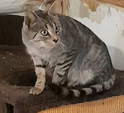 Fundkatzen in Zethau (Bild vergrößern)