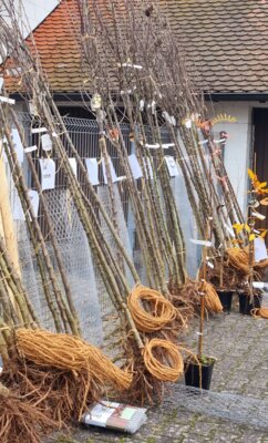 Obstbaum-Bestellaktion - Neuer Rekord (Bild vergrößern)