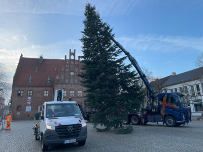 Weihnachtsbaum stellen auf dem Marktplatz (Bild vergrößern)