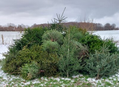 Meldung: Tannenbaum einsammeln
