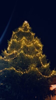 Er erstrahlt wieder - der Rogätzer Weihnachtsbaum (Bild vergrößern)