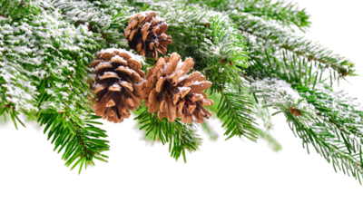 Unsere Weihnachtsgottesdienste 2024