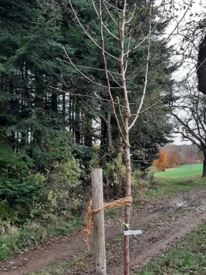 Foto zur Meldung: Baumpflanzaktion in Rüscheid