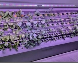 Buchen, Neue Formen des Gärtnerns - "Indoorfarming und Urban Gardening" (Bild vergrößern)