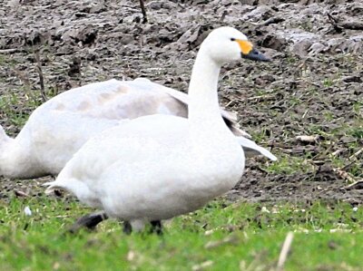 Ein Zwergschwan im EU-Vogelschutzgebiet "Wismarbucht und Salzhaff" fotografiert von Bernd Klare. (Bild vergrößern)