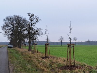 Neubepflanzungen in der Birnenallee in Burow (Bild vergrößern)