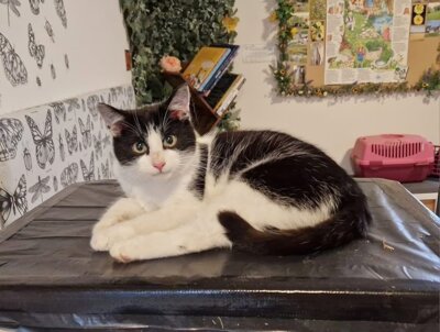 Foto zur Meldung: Mitteilung der Fundbehörde (Katze zugelaufen)