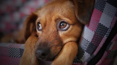 Foto zur Meldung: Notdienst der Tierärzt*innen wird professionalisiert – Tierärztekammer stellt neues Konzept mit einer einheitlichen Rufnummer vor