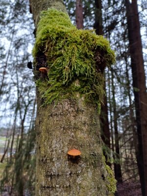 Waldspaziergang (Bild vergr&ouml;&szlig;ern)