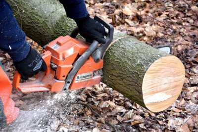 Die Abholung der Tannenbäume ist abgeschlossen - Ablage beim Bauhof noch möglich im Burstah 53a (Bild vergrößern)