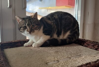 Katzen in liebevolle Hände abzugeben