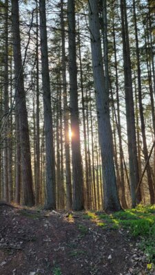 Meldung: Gewässerschutzmaßnahme im Landeswald