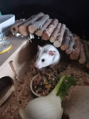 Hamsterdame Lena (Bild vergrößern)