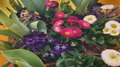 Meldung: Frauentag ist Blumentag