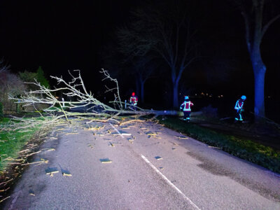 Einsatz: Baum auf Straße