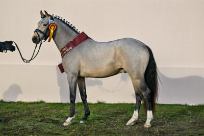 Zum Siegerhengst Springen kürte die Jury einen Reitponyhengst von Mescal-Halifax, gezogen von Carsten Strehle aus Sonnewalde - Foto: bjoern-schroeder.de (Bild vergrößern)