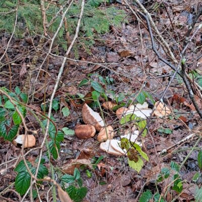 Illegale Entsorgung von Essen-Abfällen im Dohrer Wald