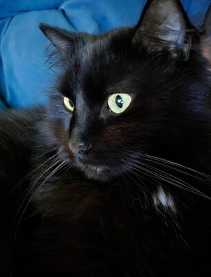 Kater Max und Co (Bild vergrößern)