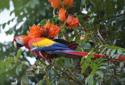 „Grünes Naturparadies – Costa Rica“