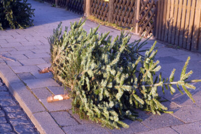 Meldung: Weihnachtsbaumsammlung 2025 - Ein Voller Erfolg