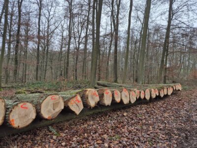 Meldung: Eichen-Stammholz zur Übernahme vorbereitet