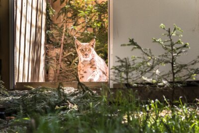 Luchs Viorel | Foto von Max Kesberger (Bild vergrößern)