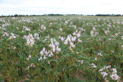 Weiße Lupine im Juni