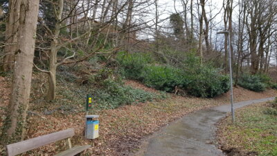 Kirsch-Lorbeer zeigt sein invasives Verhalten in Bad Säckingen