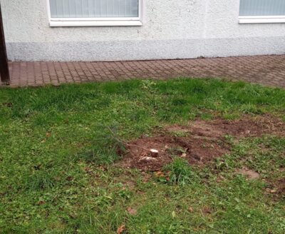 Meldung: Ein trauriger Verlust:  Unser Tannenbaum vor dem Amt            Opfer von Vandalismus