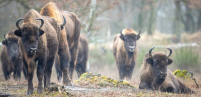 Sielmanns Naturlandschaft Döberitzer Heide (Foto: Ingolf König) (Bild vergr&ouml;&szlig;ern)