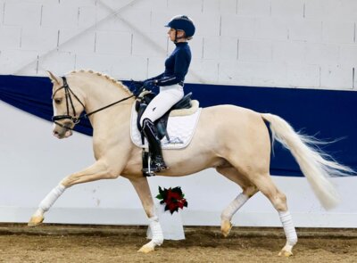 Meldung: Ponyforum GmbH: Fulminanter Jahresauftakt 2025 bei den Reitponyauktionen