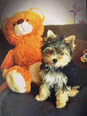Foto zur Meldung: Noch immer kein Lebenszeichen von Yorkshire Terrier Paul - Der Hund wurde am 16. Dezember 2024 vor dem EDEKA-Markt Misigaiski in der August-Bebel-Straße gestohlen