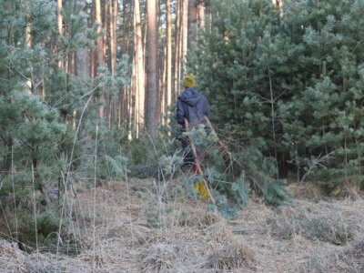 Foto zur Meldung: Naturwacht unterstützt Stadtforst