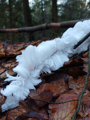Ein Winterwunder im Wald: Haar-Eis gesichtet!