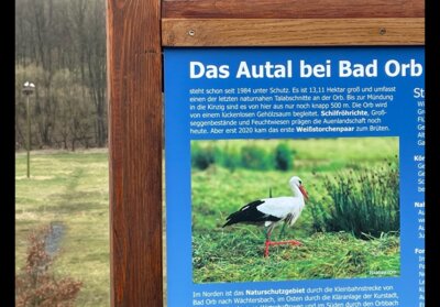 Storchfamilien in Bad Orb (Bild vergr&ouml;&szlig;ern)