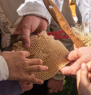 Faszinierende Bienenwelt (Bild vergr&ouml;&szlig;ern)