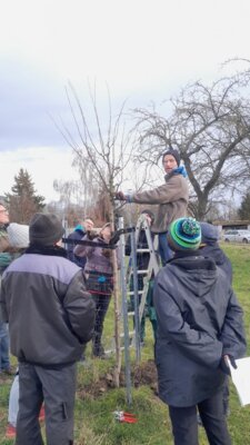 Meldung: Obstbaumschnittkurs Jungbaumpflege in Krostitz