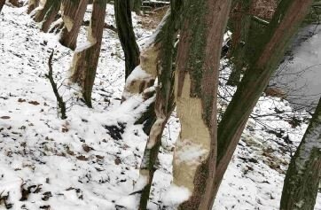 Vorsicht beim Rundgang um den Heinersdorfer See geboten!