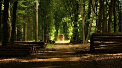 Foto zur Meldung: Holzernte im Stadtwald