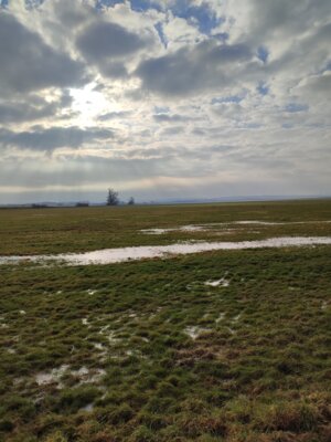 Derzeit nasse Wiese im Großen Bruch Foto: IG Bode-Lachs e.V