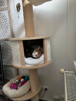 Karlchen und Minnie (Bild vergrößern)