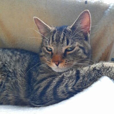Kater Flo (Bild vergrößern)