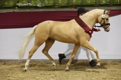 Meldung: Süddeutsche Hengstkörung & Hengstprämierung 2025  für Pony-, Kleinpferde- und Spezialpferderassen