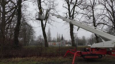Baumpflege am Skate- und Spielplatz in Lauchhammer-Ost